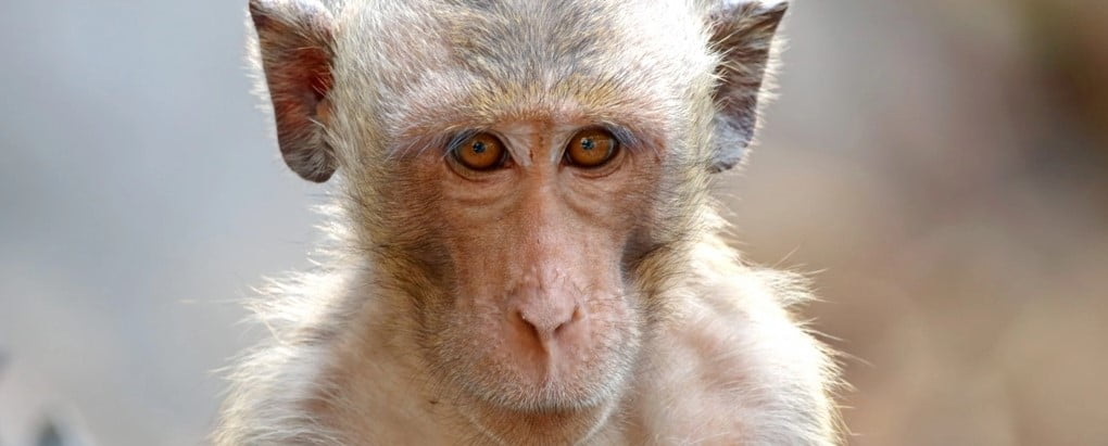 laboratuvarda Üretilen Yapay Embriyo İle Bir Maymun Hamile Kaldı