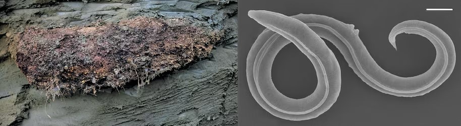 Bilim İnsanları, 46.000 Yıllık Soyu Tükenmiş Bir Hayvan Canlandırdı