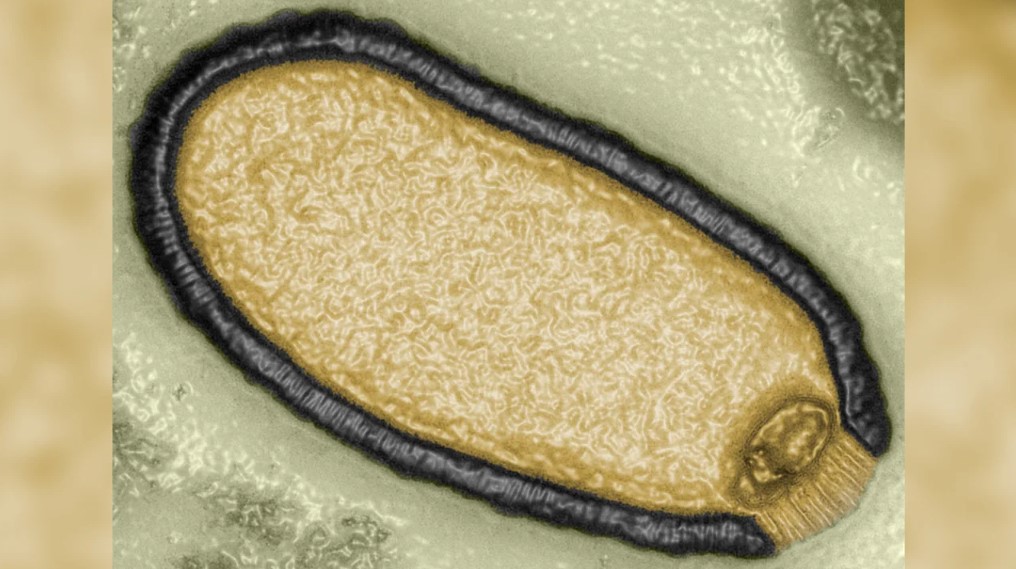 Eski virüsler yeni pandemilere yol açabilir mi? Bilim insanları uyarıyor