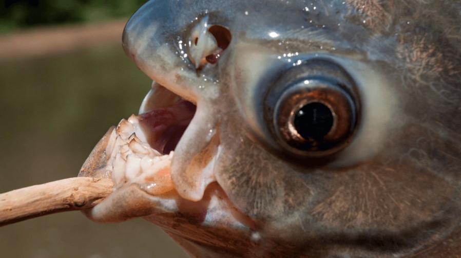 İnsan Gibi Dişleri Olan Bir Balık Türü Görüntülendi