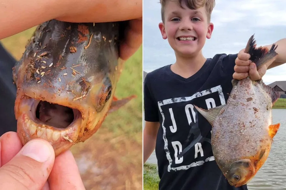 İnsan Gibi Dişleri Olan Bir Balık Türü Görüntülendi