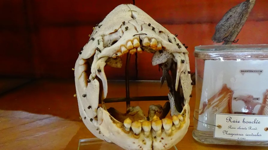İnsan Gibi Dişleri Olan Bir Balık Türü Görüntülendi