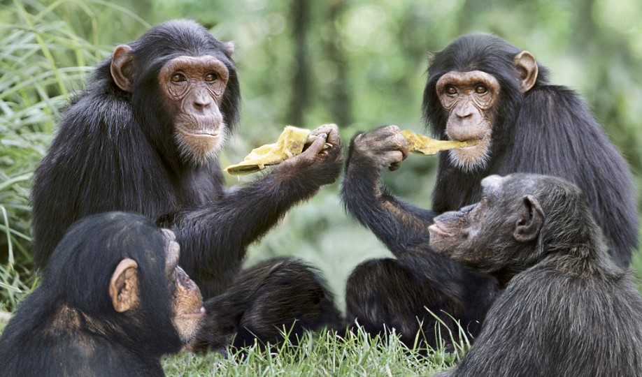 Maymunların Bazı Koşullarda Yiyecekleri Takas Ettiği Ortaya Çıktı