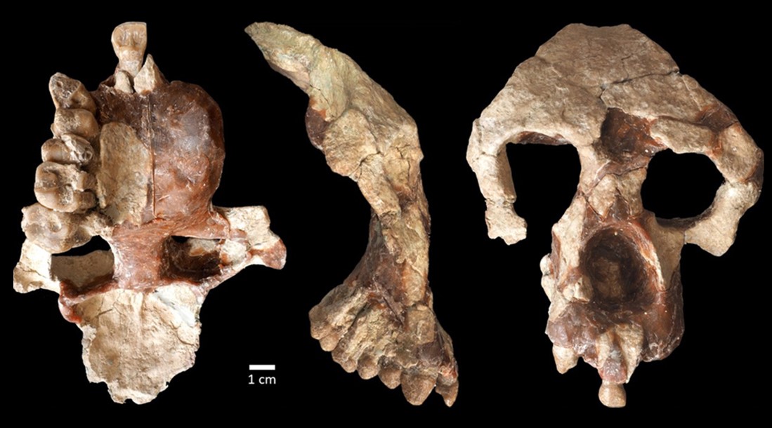 İnsanlığın Ataları Çankırılı Olabilir: Anadoluvius turkae fosili