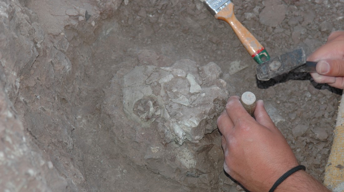 İnsanlığın Ataları Çankırılı Olabilir: Anadoluvius turkae fosili