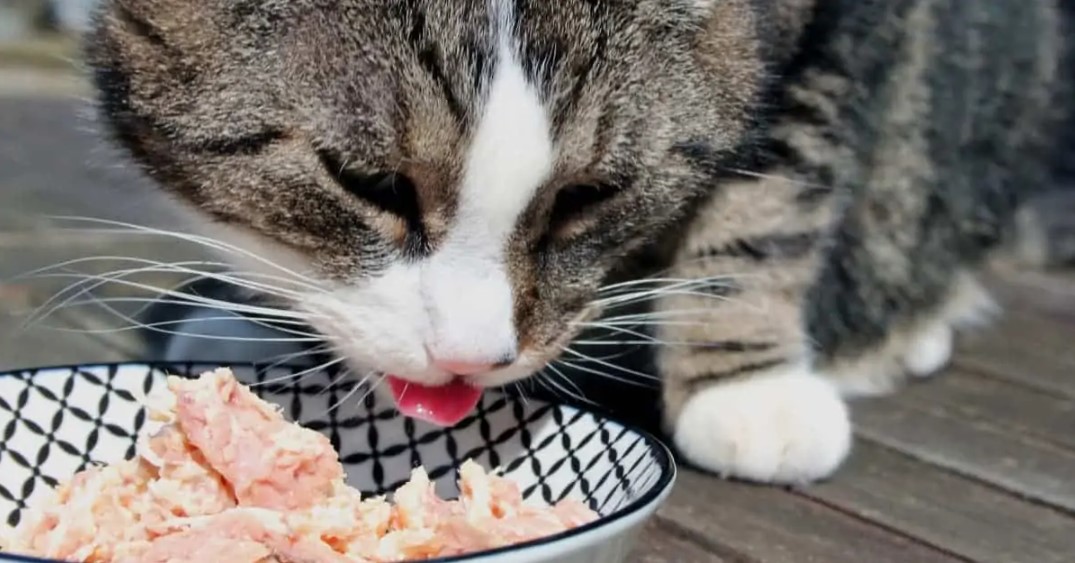 Artık Kedilerin Ton Balığına Neden Takıntılı Olduğunu Biliyoruz