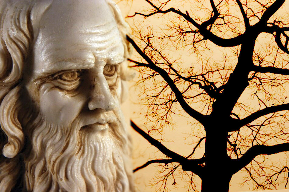 Da Vinci'nin Ağaçların Büyümesi Kuralı Yeni Araştırmayla Çürütüldü