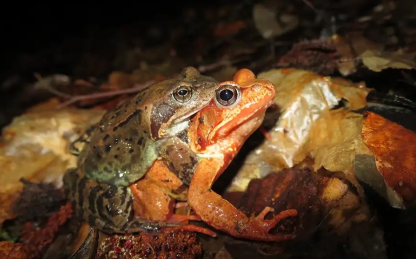 Dişi kurbağalar, Çiftleşmemek İçin Ölü Taklidi Yapıyor