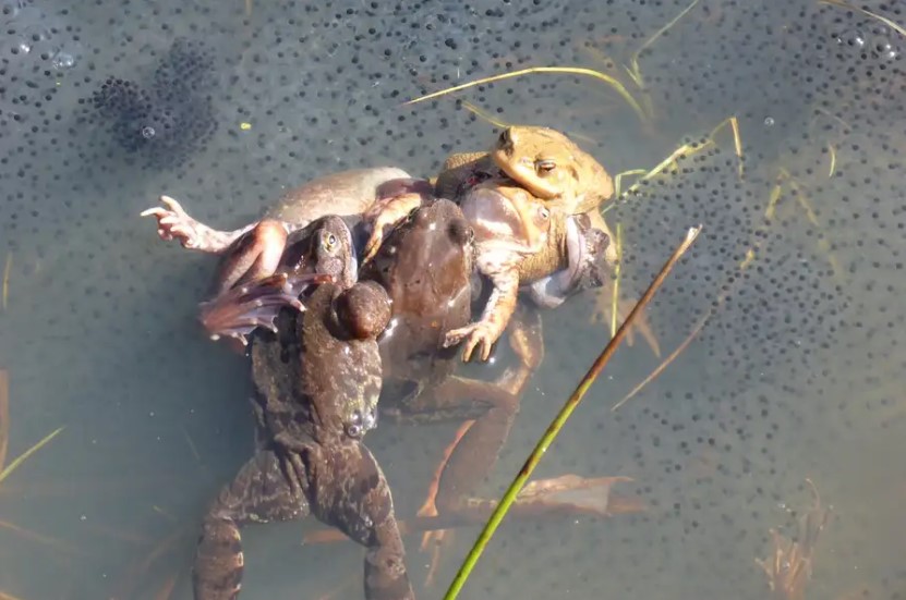 Dişi kurbağalar, Çiftleşmemek İçin Ölü Taklidi Yapıyor