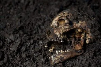 Ölüm Kokusu İnsan Davranışlarını Etkiliyor