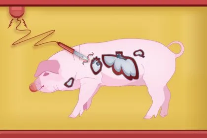 Çinli Bilim İnsanları, Domuz Böbreğiyle Maymunu 6 Ay Canlı Tutmayı Başardı