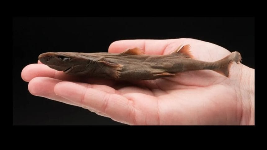 Dünyanın En Küçük Köpekbalığı: 20 cm'lik cüce fener köpekbalığı