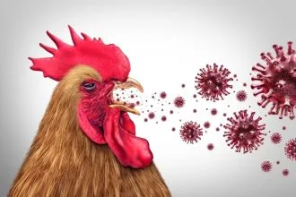 Kanada'da İlk Kez Bir İnsan Kuş Gribinden Hastaneye Kaldırıldı