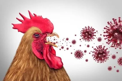 Kanada'da İlk Kez Bir İnsan Kuş Gribinden Hastaneye Kaldırıldı