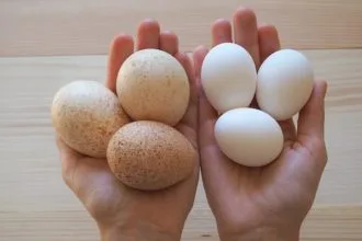 Neden Hindi Yumurtası Yemiyoruz? Türk Mutfağında Neden Yok?