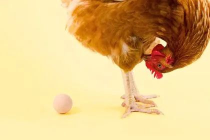 Tavuk mu önce geldi, yumurta mı? Bilim, Cevabı Baştan Yazıyor