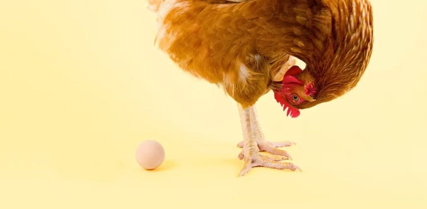Tavuk mu önce geldi, yumurta mı? Bilim, Cevabı Baştan Yazıyor