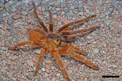 Yarı Erkek, Yarı Dişi Tarantula Keşfedildi: Bilimde Bir İlk