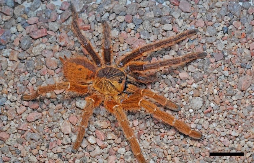 Yarı Erkek, Yarı Dişi Tarantula Keşfedildi: Bilimde Bir İlk