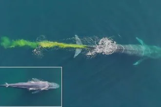 Balina İdrarı Deniz Yaşamı İçin Neden Önemli?