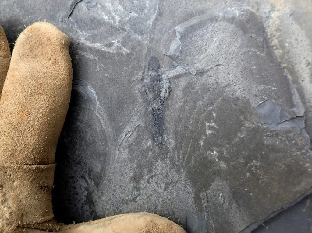 500 Milyon Yıllık Üç Gözlü Yırtıcı Hayvan Fosili Keşfedildi