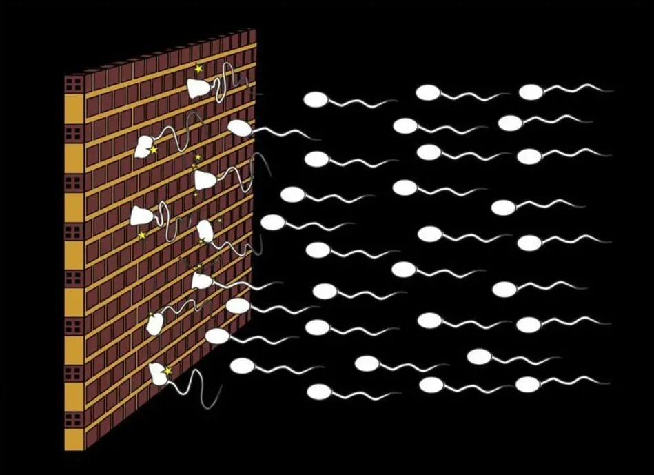 Erkek Doğum Kontrol Yöntemi: Sperm Engelleyici Jel 2028’de Piyasada Olabilir