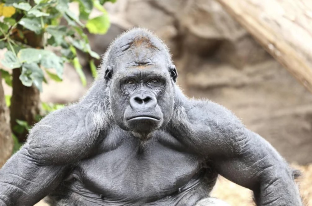 Goriller İnsanları Öldürüyor mu? Bilimsel Gerçekler ve Tartışmalar