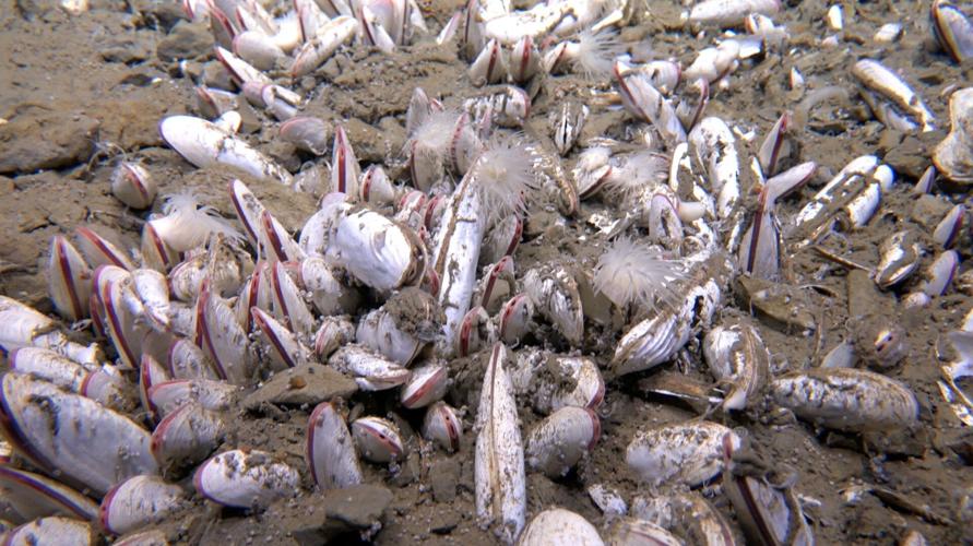 Derin Denizde Yeni Bir Ekosistem Keşfi: Metanla Beslenen Yaşam