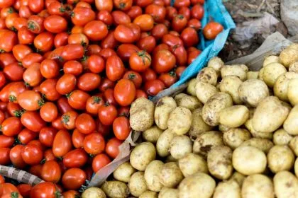 Patatesin Sıra Dışı Kökeni: Eski Bir Domatesle Melezleşmeden Doğan Mucize