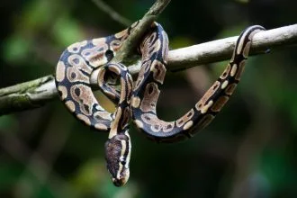 Pitonların Kemik Yutma Sırrı Çözüldü: Şaşırtıcı Keşif!