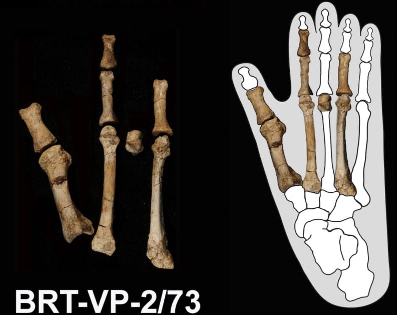 3,4 Milyon Yıllık Gizem Çözüldü: Etiyopya’da Bulunan Tarihsel Ayak Kemikleri Nihayet Atalarımızla Eşleştirildi