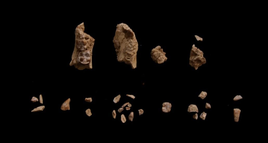 3,4 Milyon Yıllık Gizem Çözüldü: Etiyopya’da Bulunan Tarihsel Ayak Kemikleri Nihayet Atalarımızla Eşleştirildi