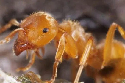 Kraliçelerini Öldürtme Yeteneği: Parazit Karıncanın Şaşırtıcı Kimyasal Darbe Stratejisi
