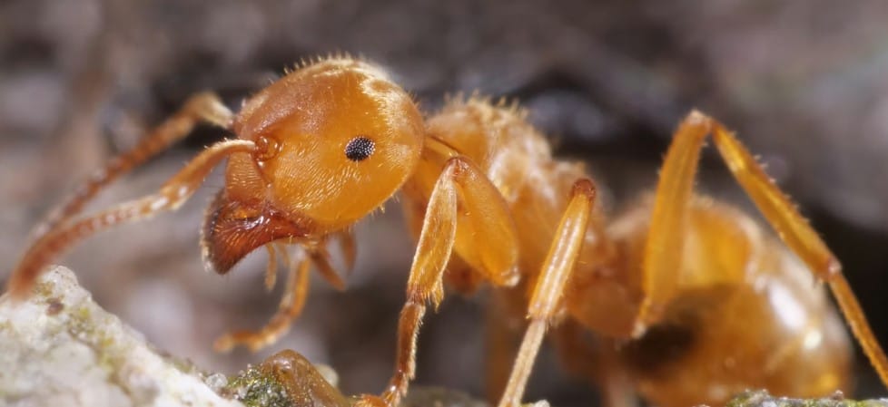 Kraliçelerini Öldürtme Yeteneği: Parazit Karıncanın Şaşırtıcı Kimyasal Darbe Stratejisi