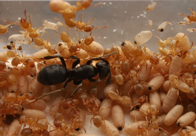 Kraliçelerini Öldürtme Yeteneği: Parazit Karıncanın Şaşırtıcı Kimyasal Darbe Stratejisi