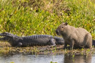 Krokodiller Neden Kapibaraları Avlamıyor? İşte Bilimsel Açıklama