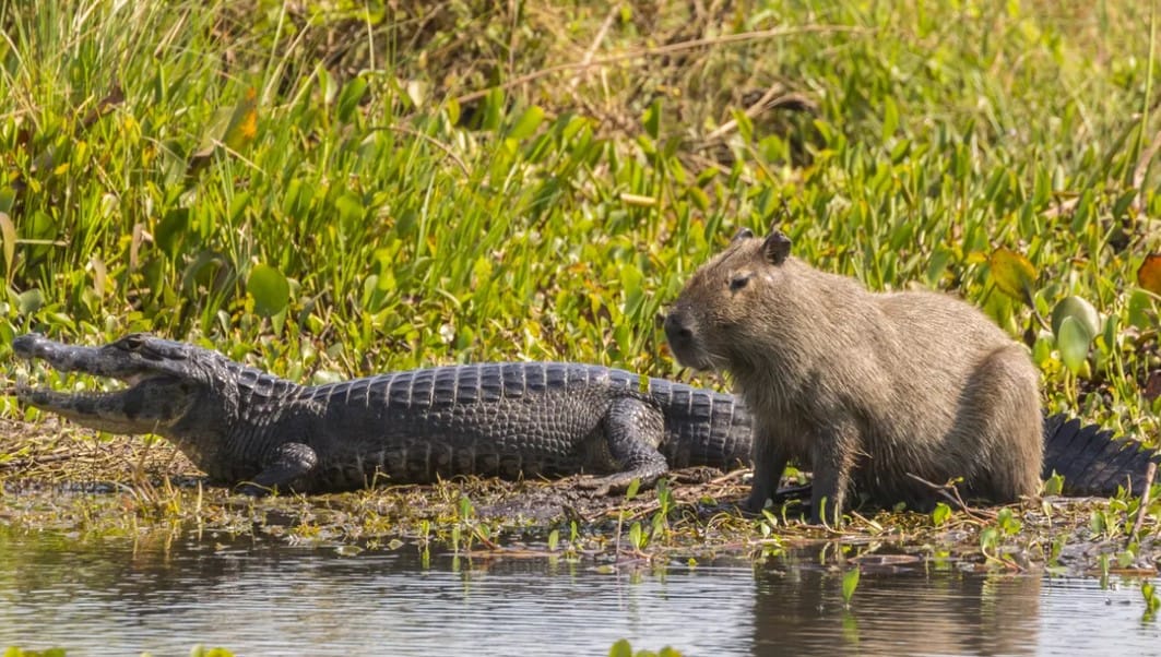 Krokodiller Neden Kapibaraları Avlamıyor? İşte Bilimsel Açıklama