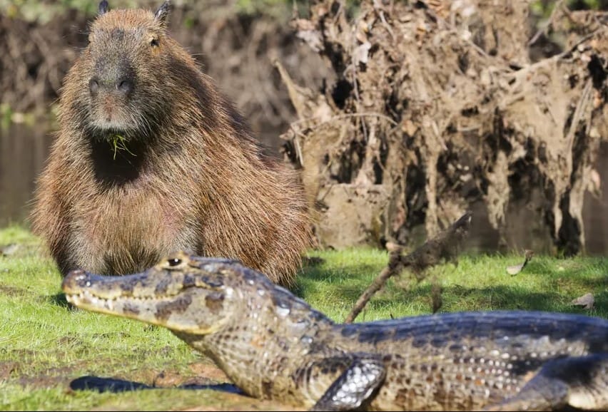Krokodiller Neden Kapibaraları Avlamıyor? İşte Bilimsel Açıklama