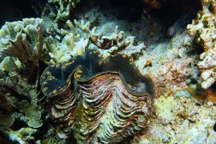 507 Yıl Yaşayan Canlı: Dünyanın Bilinen En Yaşlı Hayvanı Ming’in Bilimsel Hikâyesi ve İnsan Eliyle Gelen Sonu