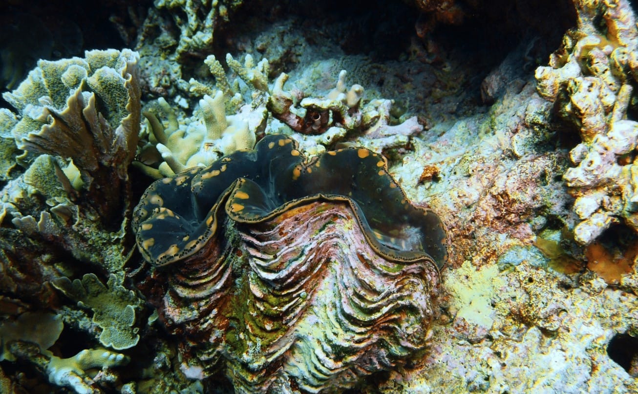 507 Yıl Yaşayan Canlı: Dünyanın Bilinen En Yaşlı Hayvanı Ming’in Bilimsel Hikâyesi ve İnsan Eliyle Gelen Sonu