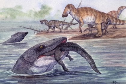 66 Milyon Yıllık Dev Diş, Mosazorların Sadece Denizlerde Değil Nehirlerde de Avlandığını Gösteriyor