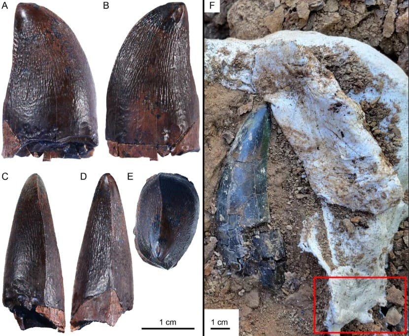 66 Milyon Yıllık Dev Diş, Mosazorların Sadece Denizlerde Değil Nehirlerde de Avlandığını Gösteriyor