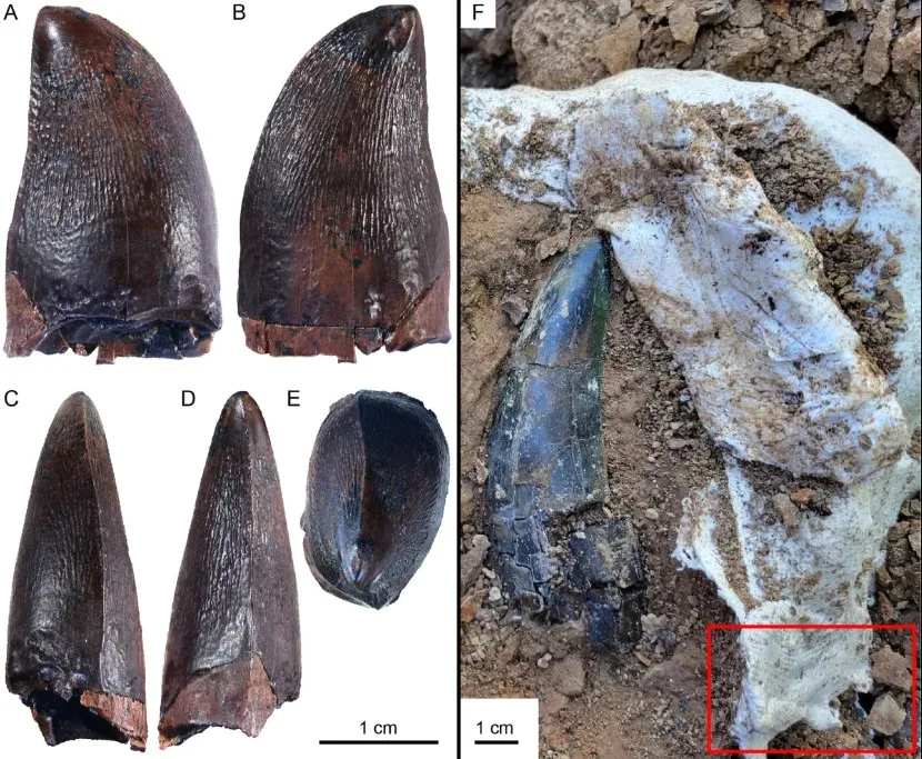 66 Milyon Yıllık Dev Diş, Mosazorların Sadece Denizlerde Değil Nehirlerde de Avlandığını Gösteriyor