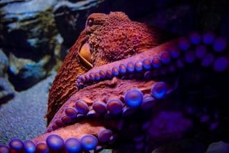 Ahtapotlar Renk Körü Olmalarına Rağmen Milisaniyeler İçinde Renk Değiştiriyor: Bilim İnsanları Bu Paradoksu Nasıl Açıklıyor?