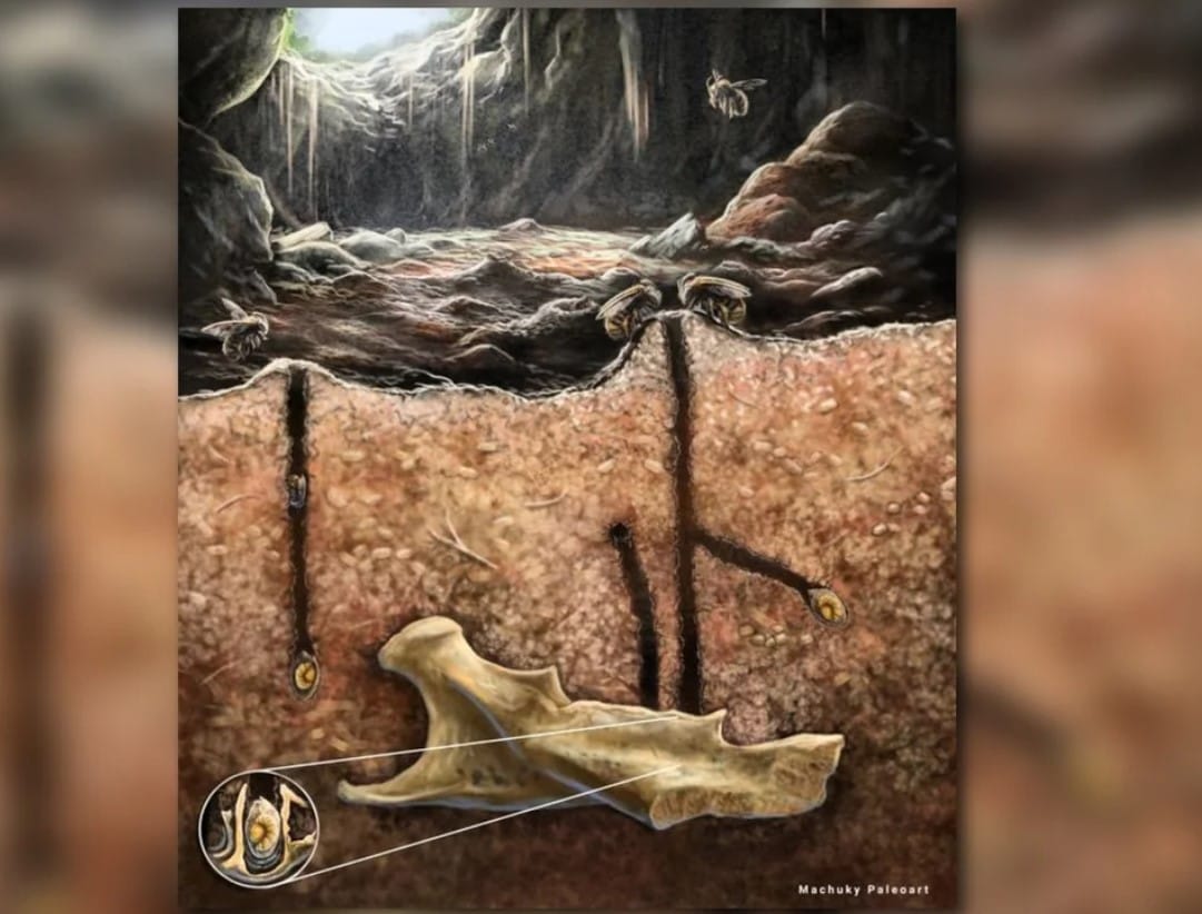 Antik Arılar Kemiklerin İçine Yuva Yapmış: Fosiller, Daha Önce Hiç Görülmemiş Bir Davranışı Ortaya Koyuyor