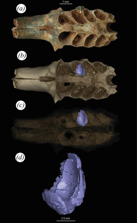 Antik Arılar Kemiklerin İçine Yuva Yapmış: Fosiller, Daha Önce Hiç Görülmemiş Bir Davranışı Ortaya Koyuyor