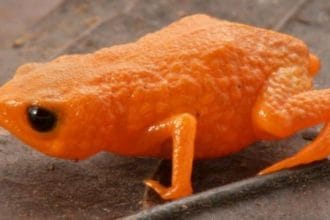 Brezilya’nın Bulut Ormanlarında Yeni Bir Minyatür Kurbağa Türü Keşfedildi