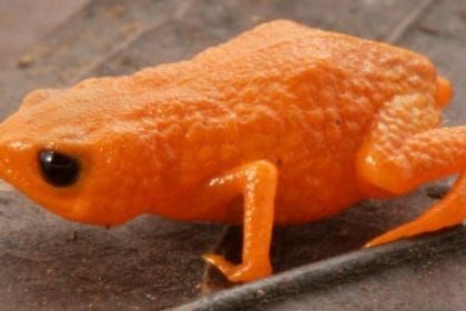 Brezilya’nın Bulut Ormanlarında Yeni Bir Minyatür Kurbağa Türü Keşfedildi