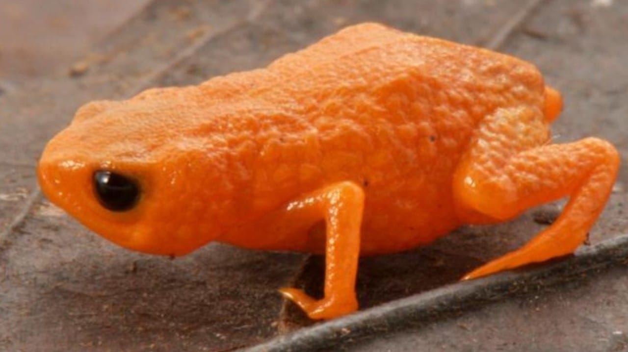 Brezilya’nın Bulut Ormanlarında Yeni Bir Minyatür Kurbağa Türü Keşfedildi