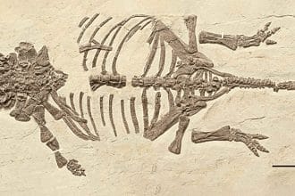 Çin’de Keşfedilen İlk Zırhlı Dinozor Yavrusu: Ankylosaur Gelişimine Dair Ezber Bozan Bulgular